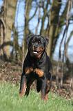 ROTTWEILER 613